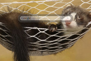 Ferret