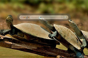 Turtles
