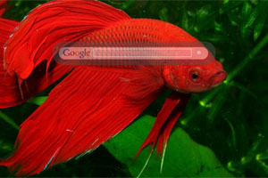 Red Beta Fish