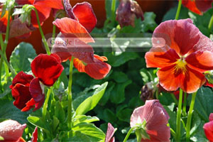 Red Pansies