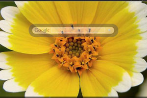 Yellow Flower