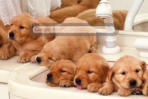 Cute Puppies