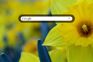 Daffodils