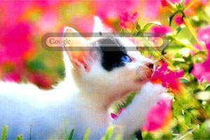 Peaceful Cat