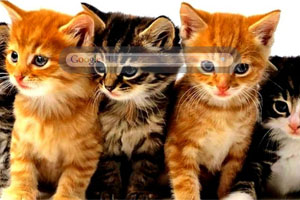 Kittens