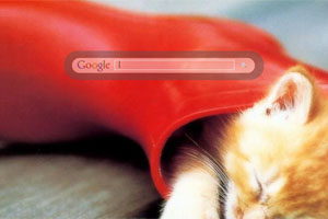 Kitten in red boot