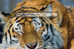 Siberian Tiger