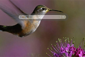 Hummingbird