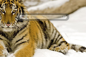 Tiger in Snow