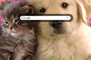 Cat and Dog