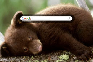 Bear Cub