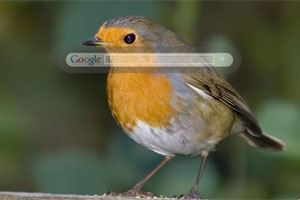 Robin