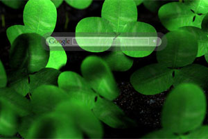 Clover Leaf
