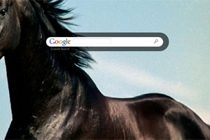 Black Stallion Horse