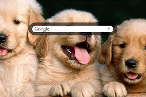 Golden Retriever Puppies
