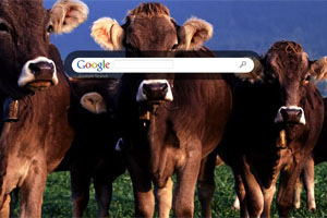 Herd Of Cows