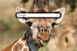 Giraffe munching leaves