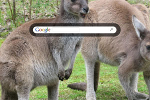 Feeding Kangaroos