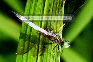 Dragonfly leaves