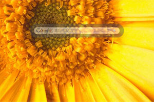 Yellow Flower