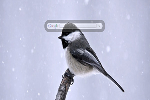 Bird in Winter