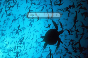 Sea Turtle