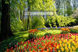 Spring Flowers
