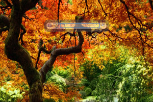 Fall Tree
