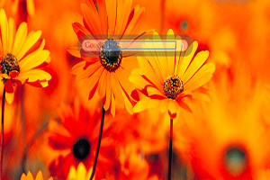Orange Flowers