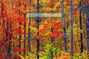 Colors of New Hampshire