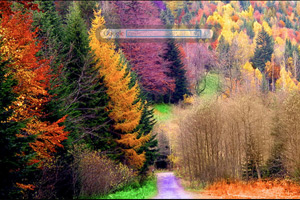Fall Colors