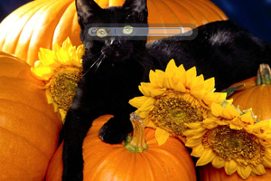 Black Cat