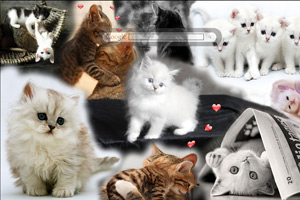 Cats, Cats & More Cats